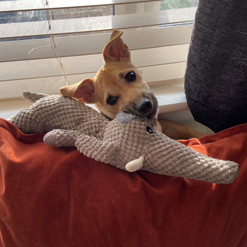 Plüsch-Hundespielzeug – Kauspielzeug für aktives Spielen 4